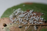 Crown Whitefly