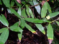 Infected bay laurel leaves