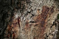 Bleeding canker caused by Sudden Oak Death Infection