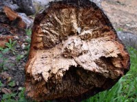 Tree failure caused by beetle infestation